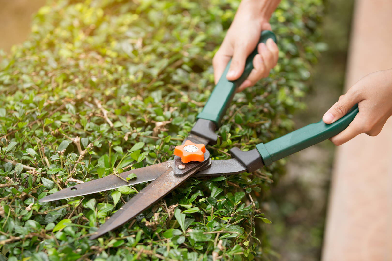ACMY Tree Service