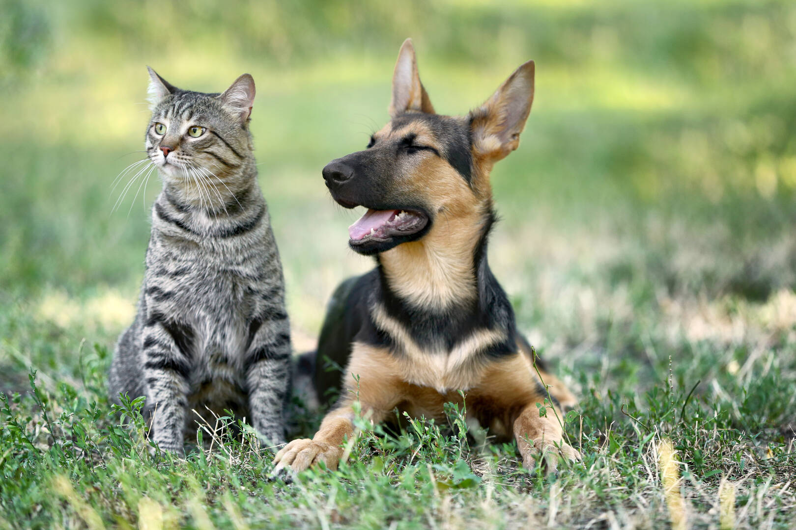 All Pet Low Cost Surgery Center