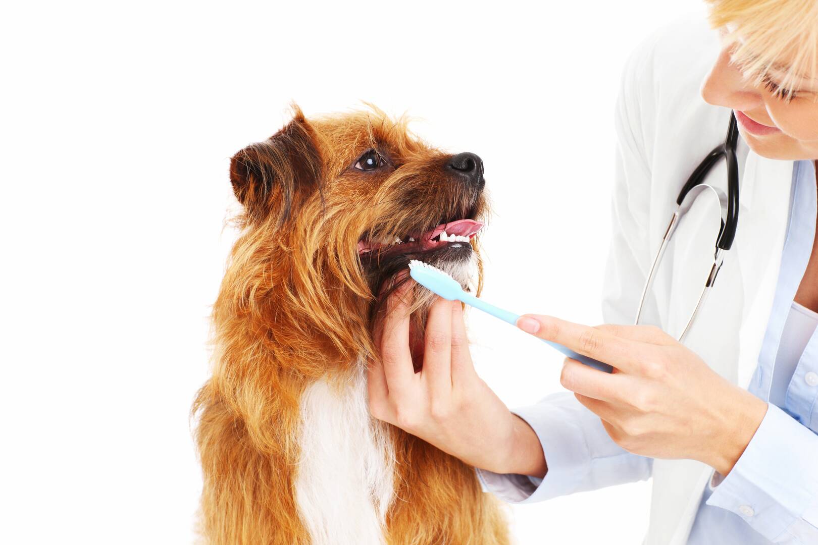 Haverford Animal Hospital