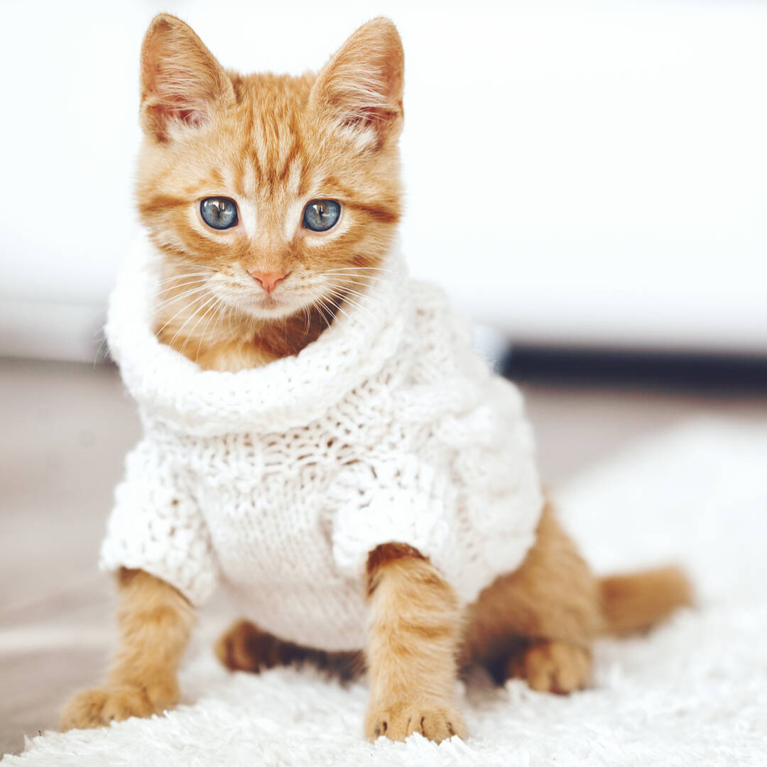 1st Pet Veterinary Centers