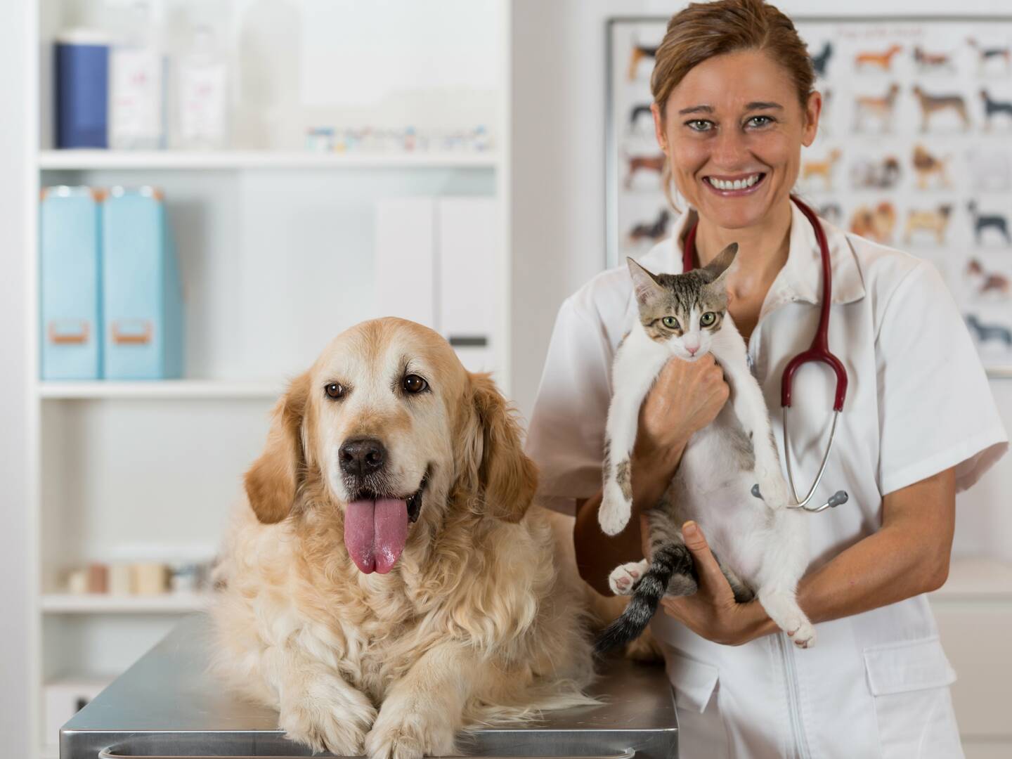 Alta Animal Hospital