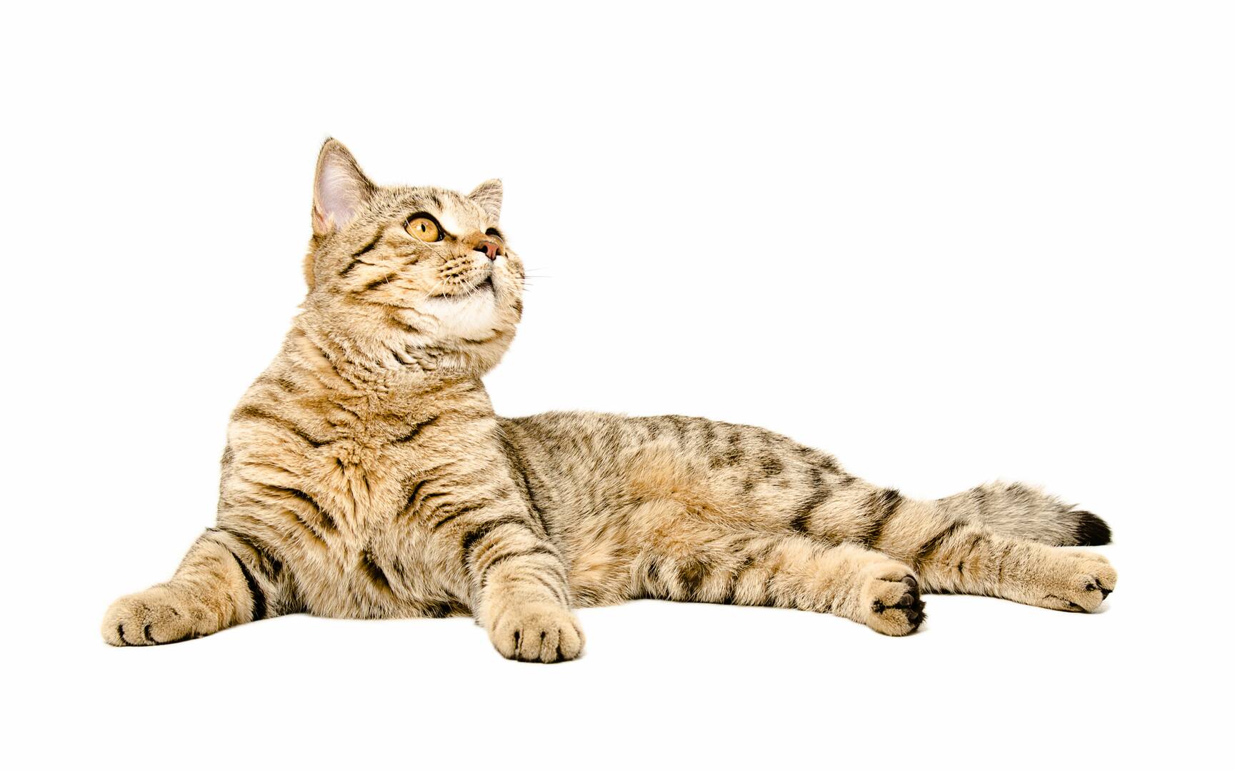 Veterinary Emergency Center